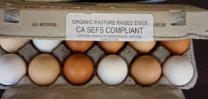 Organic eggs have more variation in shell color and deep yellow/orange yolks.